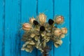 Flower arrangement with nigella on wooden background Royalty Free Stock Photo