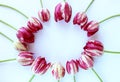 Flower arrangement of pink tulips on a white background. Bright summer bouquet. Royalty Free Stock Photo
