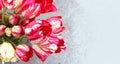 Flower arrangement of pink tulips on a white background. Bright summer bouquet. Royalty Free Stock Photo