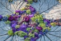 Flower arrangement of purple asters and succulents Royalty Free Stock Photo