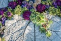 Flower arrangement of purple asters and succulents.