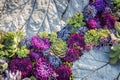 Flower arrangement of purple asters and succulents Royalty Free Stock Photo