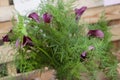 Flower arrangement of purple zantedeschia and asparagus Royalty Free Stock Photo