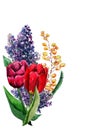 Flower arrangement of red tulips, yellow mimosa and lilac on a white background.