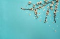 Spring apricot branches with white flowers and buds showering petals on a pastel blue background. Royalty Free Stock Photo