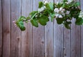 Spring branch of a blooming apple tree with green leaves, white-pink buds and flowers on the background of a wooden wall. Royalty Free Stock Photo