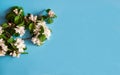 Spring branch of a blooming apple tree with green leaves, white-pink buds and flowers on a blue background. Royalty Free Stock Photo