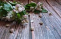 A spring branch of a blooming apple tree with green leaves, white-pink buds and flowers lies close-up on a wooden background. Royalty Free Stock Photo