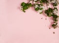 Spring branch of a blooming apple tree with green leaves, white-pink flowers and crumbling buds on a pastel pink background. Royalty Free Stock Photo