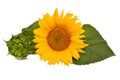 Flower arrangement sunflower bouquet with leaves open and closed isolated on white background. Agriculture, farmer Royalty Free Stock Photo