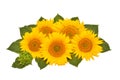 Flower arrangement sunflower bouquet with leaves open and closed isolated on white background. Agriculture, farmer Royalty Free Stock Photo