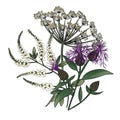 flower arrangement on white background with thistle, anise and sweet clover