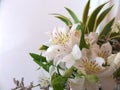 Flower Arrangement White Green Variegata Royalty Free Stock Photo