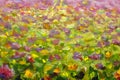 Flower artwork handmade abstract oil painting bright flowers floral landscape