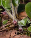 Flower asarum europaeum, wild ginger or hazelwort, macro in the spring forest, selective focus, shallow DOF Royalty Free Stock Photo