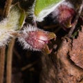 Flower asarum europaeum, wild ginger or hazelwort, macro in the spring forest, selective focus, shallow DOF Royalty Free Stock Photo