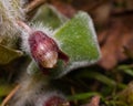 Flower asarum europaeum, wild ginger or hazelwort, macro in the spring forest, selective focus, shallow DOF Royalty Free Stock Photo