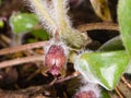 Flower asarum europaeum, wild ginger or hazelwort, macro in the spring forest, selective focus, shallow DOF Royalty Free Stock Photo