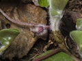 Flower asarum europaeum, wild ginger or hazelwort, macro in the spring forest, shallow DOF, selective focus Royalty Free Stock Photo