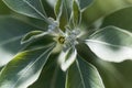 Flower of an ashwagandha plant, Withania somnifera