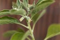 Flower of an ashwagandha plant, Withania somnifera