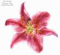 Flower of Asian Lily Stargazer