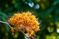 Flower of Asoka tree