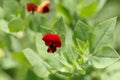 Flower of an asparagus-pea Tetragonolobus purpureus