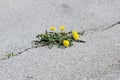 Flower in asphalt crack