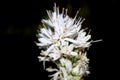 Flower of Asphodelus albus asphodel, rod of San Jose, gamoncillo or white gamon in Valle del Ambroz horizontally