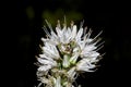 Flower of Asphodelus albus asphodel, rod of San Jose, gamoncillo or white gamÃÂ³n in Valle del Ambroz