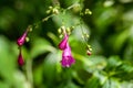 Flower of an Assam indigo, Strobilanthes cusia