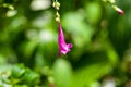 Flower of an Assam indigo, Strobilanthes cusia