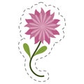 flower aster decoration image cut line