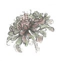 Flower. Aster Flower. Delicate watercolor pastel flower, Cute print for t-shirts or decorating things.