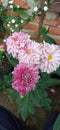 Flower Aster pink