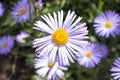 Flower of aster of purple color close-up