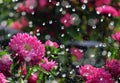Flower asters in the rain Royalty Free Stock Photo