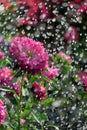 Flower asters in the rain
