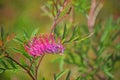 Flower of Australian native Grevillea Rowdy cultivar