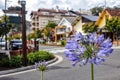 Flower on the Avenue Borges de Medeiros in Gramado, Rio Grande Do Sul, Brazil