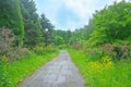 Flower avenue in Dendrology garden in Pereslavl-Zalessky city