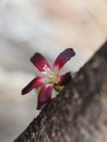 The flower of Averrhoa bilimbi L. bloom,Bilimbi, Bilimbing, Cucumber Tree