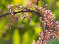 flower Averrhoa carambola star fruit Magnoliophyta Royalty Free Stock Photo