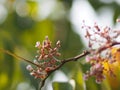 flower Averrhoa carambola star fruit Magnoliophyta Royalty Free Stock Photo