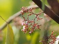 flower Averrhoa carambola star fruit Magnoliophyta Royalty Free Stock Photo