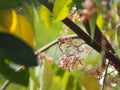 flower Averrhoa carambola star fruit Magnoliophyta Royalty Free Stock Photo