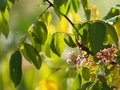 flower Averrhoa carambola star fruit Magnoliophyta Royalty Free Stock Photo