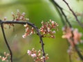 Flower Averrhoa carambola star fruit Magnoliophyta Royalty Free Stock Photo