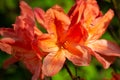 Flower Azalea, a member of genus Rhododendron Royalty Free Stock Photo